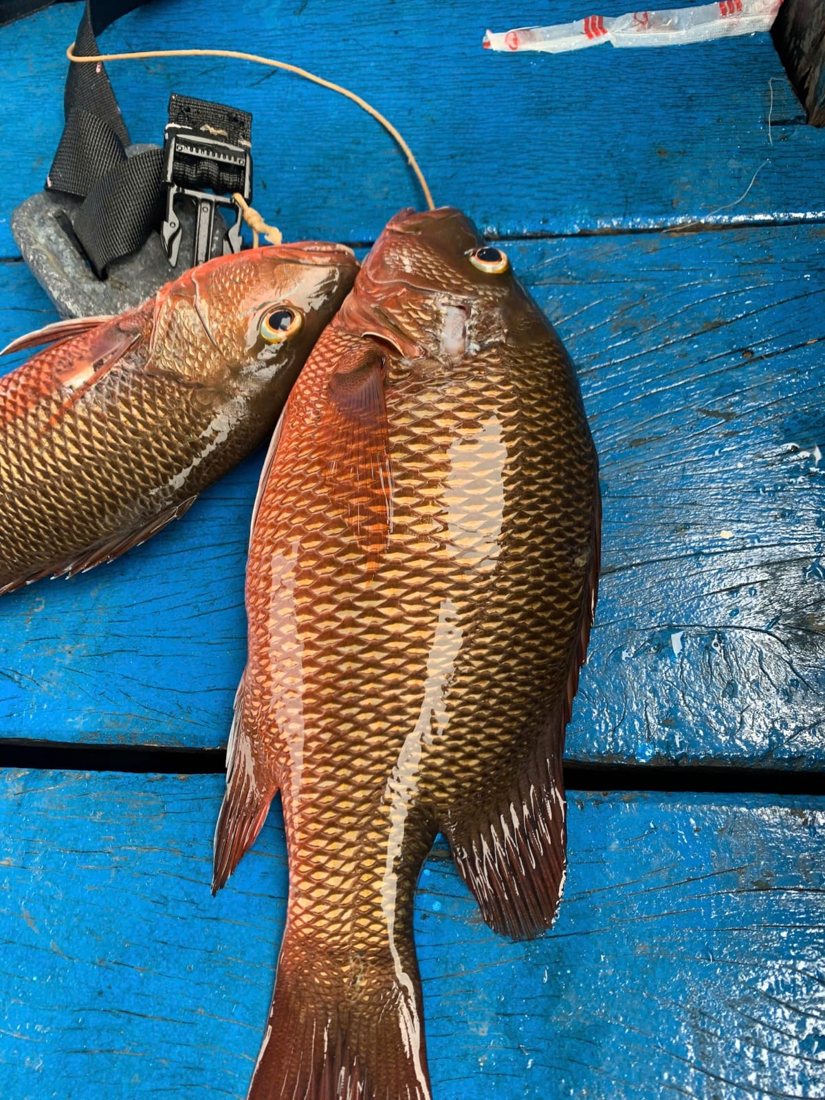 Close-up of red reef fish caught during the fishing tour